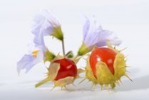 Tomates de lichia com flores na superfície branca — Fotografia de Stock