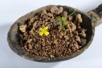Closeup view of dried Tormentil heap and a flower on a wooden spoon — Stock Photo