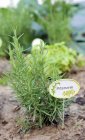 Vue journalière de la plante de romarin avec tag — Photo de stock