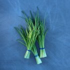Mazzi di erba cipollina fresca — Foto stock