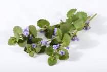 Elevated view of fresh ground ivy branches with flowers — Stock Photo