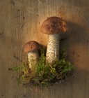 Birch bolete mushrooms with moss — Stock Photo