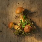 Larch bolete mushrooms with moss — Stock Photo