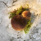 Гриби Порчіні з мохом — стокове фото