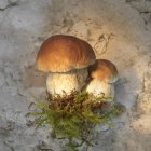 Porcini mushrooms with moss — Stock Photo