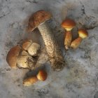 Funghi selvatici freschi raccolti — Foto stock