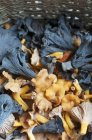Fresh picked Black Trumpets and Chanterelles — Stock Photo