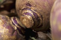 Fresh picked purple Turnips — Stock Photo