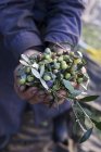 Person mit vielen frisch gepflückten Oliven im Freien — Stockfoto