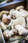 Свіжі білих грибів гриби — стокове фото