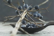 Schlehen-Beeren am Zweig und im Löffel — Stockfoto