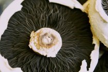 Closeup view of raw mushroom cap — Stock Photo