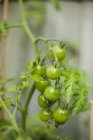 Tomates cerises vertes non mûres — Photo de stock