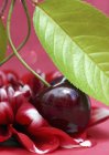 Fresh cherry with leaf — Stock Photo