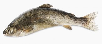 Fresh trout fish — Stock Photo