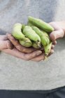 Female Hands holding broad beans — Stock Photo