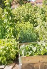 Un jardín donde varias verduras y plantas están creciendo al aire libre - foto de stock