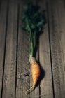 Fresh picked carrot with stalk — Stock Photo