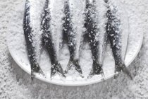 Сырые сардины, покрытые солью — стоковое фото