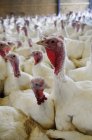 Closeup view of white turkeys crowd on a farm — Stock Photo