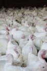 Elevated view of white turkeys crowd on a farm — Stock Photo