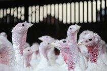 Closeup view of white turkeys crowd on a farm — Stock Photo