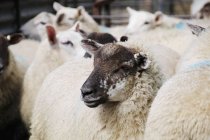 Closeup view of sheep crowd in a pen — Stock Photo