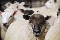 Primo piano vista ritagliata di pecore in un recinto — Foto stock