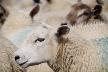 Closeup cropped view of sheep crowd — Stock Photo
