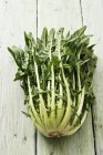 Chicory plant on table — Stock Photo