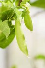 Mange tout on a plant on white blurred background — Stock Photo