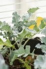 Verde grezzo piante di broccoli in una pentola — Foto stock