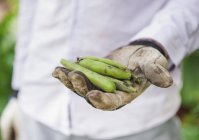 Hand clad holding fava bean pods — Stock Photo
