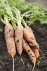 Свежесобранная морковь — стоковое фото