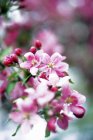 Vue rapprochée de fleurs sur une branche de pommier — Photo de stock