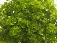 Perejil verde fresco - foto de stock