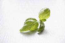 Hojas de albahaca verde fresca - foto de stock