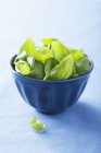 Green Basil leaves — Stock Photo