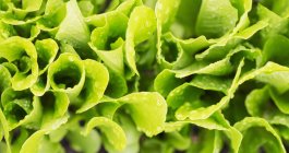 Römersalat wächst im Garten — Stockfoto