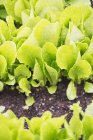 Römersalat wächst im Garten — Stockfoto