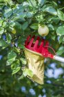 Vista diurna di mela su ramo d'albero e raccoglitore di frutta — Foto stock