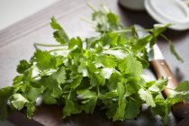 Fresh coriander with a knife on a chopping board — Stock Photo