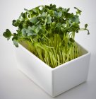 Fresh cress  in a tray — Stock Photo