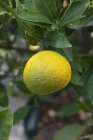 Closeup view of yuzu fruit on bush — Stock Photo