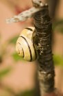 Vue rapprochée d'un escargot sur une branche — Photo de stock