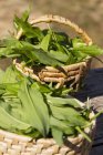 Fresh picked wild garlic in baskets — Stock Photo
