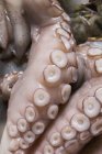 Свежий сырой осьминог — стоковое фото