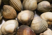 Closeup top view of cockles shellfish — Stock Photo