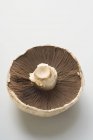 Vista close-up de um cogumelo Portobello na superfície branca — Fotografia de Stock