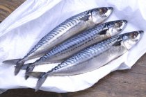 Fresh mackerels on paper — Stock Photo